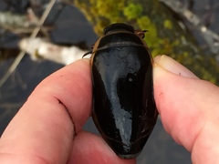 Dytiscus harrisii