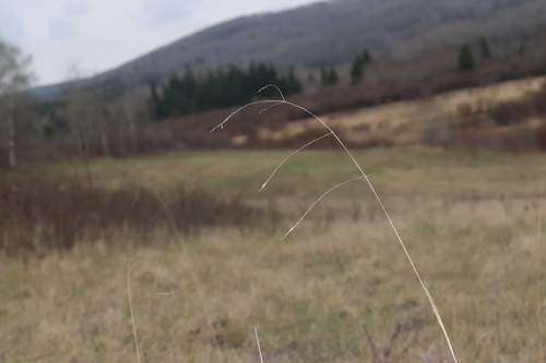 Richardson's needlegrass