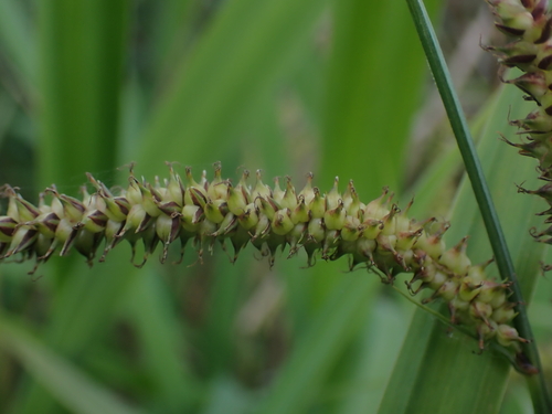 Carex amplifolia, photograph 6