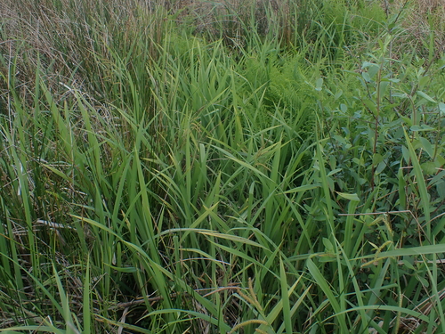 Carex amplifolia, photograph 5