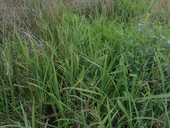 Carex amplifolia, photograph author not stated, no rights reserved