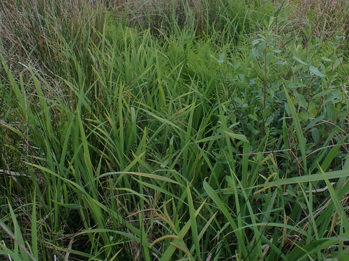 Carex amplifolia, photograph 4