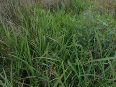 Carex amplifolia, photograph author not stated, no rights reserved