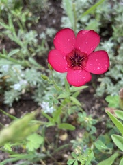 Linum grandiflorum