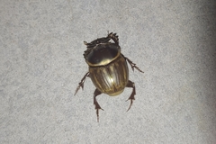 Digitonthophagus bonasus