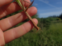 Carex kelloggii