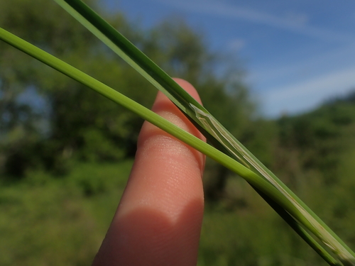Carex kelloggii, photograph 6