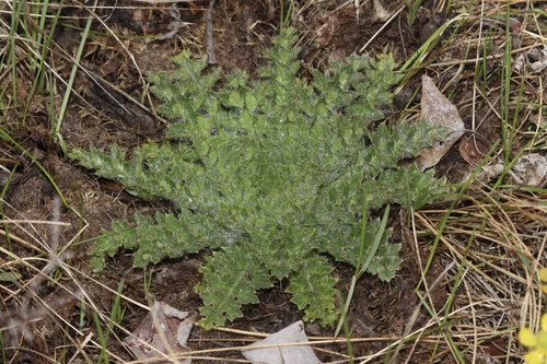 dwarf thistle