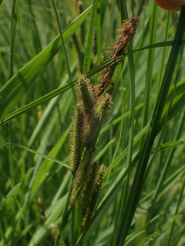 Carex kelloggii, photograph 3
