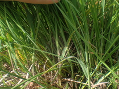 Carex kelloggii, photograph author not stated, no rights reserved