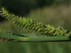 Carex kelloggii, photograph author not stated, no rights reserved