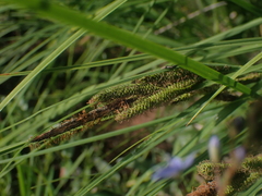 Carex kelloggii, photograph author not stated, no rights reserved