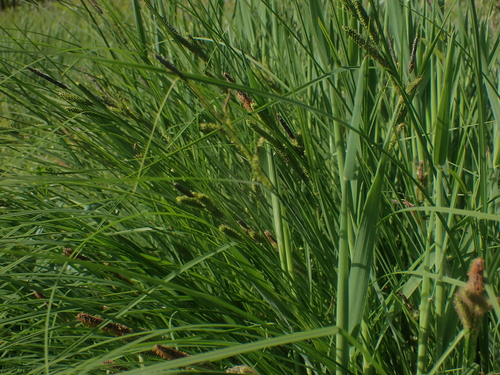 Carex kelloggii, photograph 5