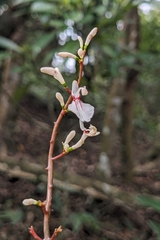 Alpinia intermedia, photograph (c) 許文俊, some rights reserved (CC BY-SA)