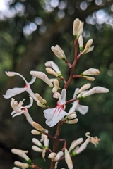 Alpinia intermedia, photograph (c) 許文俊, some rights reserved (CC BY-SA)