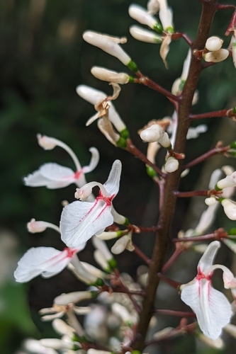 Alpinia intermedia, photograph 4