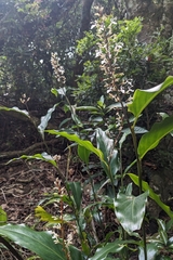 Alpinia intermedia, photograph (c) 許文俊, some rights reserved (CC BY-SA)