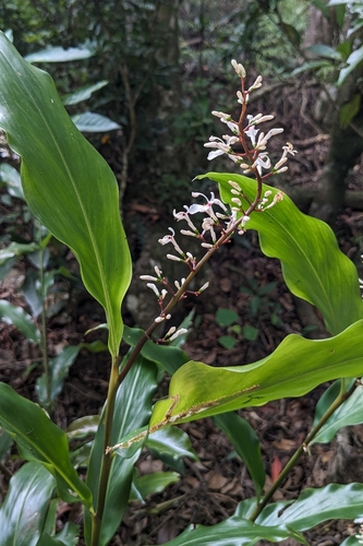 Alpinia intermedia, photograph 6