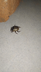 Digitonthophagus bonasus