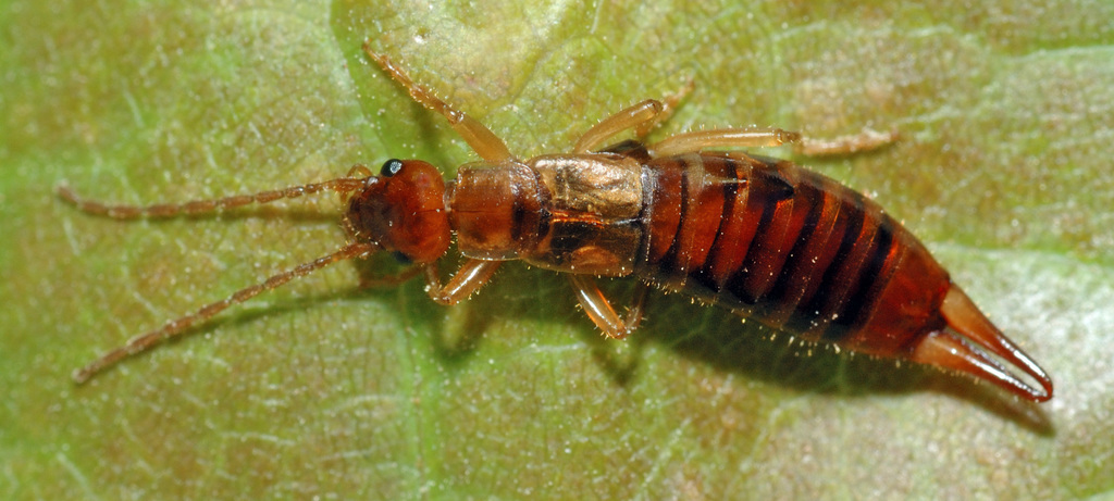 Apterygida albipennis
