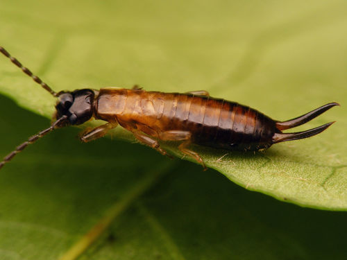 Hop-garden Earwig photo 4