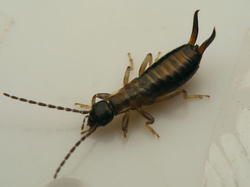 Hop-garden Earwig photo 3