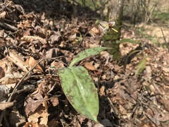 Erythronium albidum