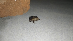 Digitonthophagus bonasus