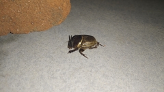 Digitonthophagus bonasus