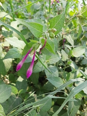 Mirabilis jalapa