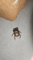 Digitonthophagus bonasus