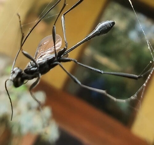 American Pelecinid Wasp