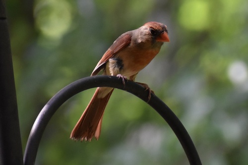 Northern Cardinal photographed in Georgia