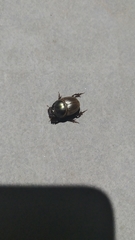 Digitonthophagus bonasus