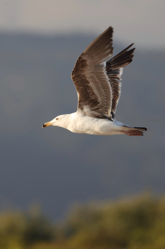 iNaturalist observation photo of Western Gull