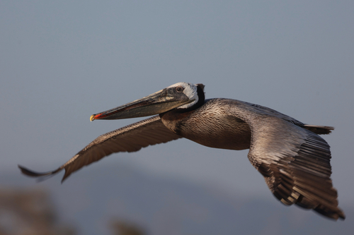 iNaturalist observation photo of Brown Pelican