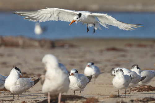 iNaturalist observation photo of True Terns