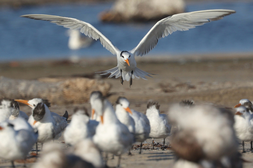 iNaturalist observation photo of True Terns