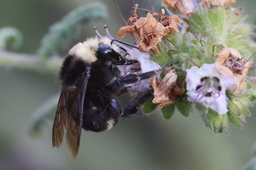 iNaturalist observation photo of Yellow-faced Bumble Bee