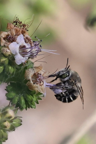 iNaturalist observation photo of California Digger Bee