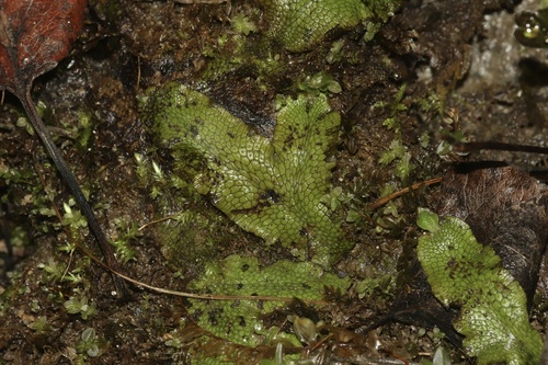 Snakewort
