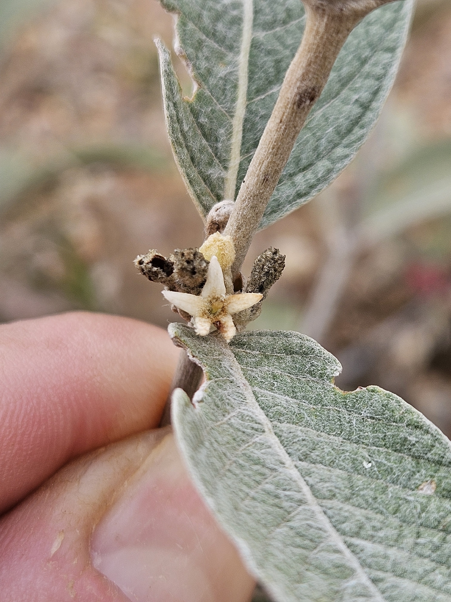 Sabicea brasiliensis