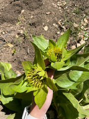 Wyethia glabra, photograph author not stated, no rights reserved