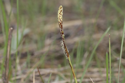 Richardson's Sedge