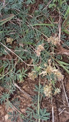 Dalea pogonathera