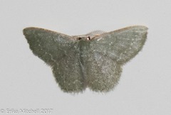 Chloropteryx