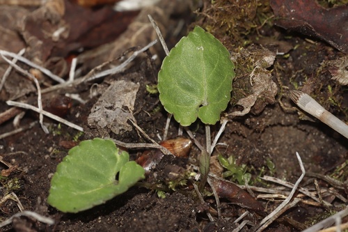 Great-spurred Violet