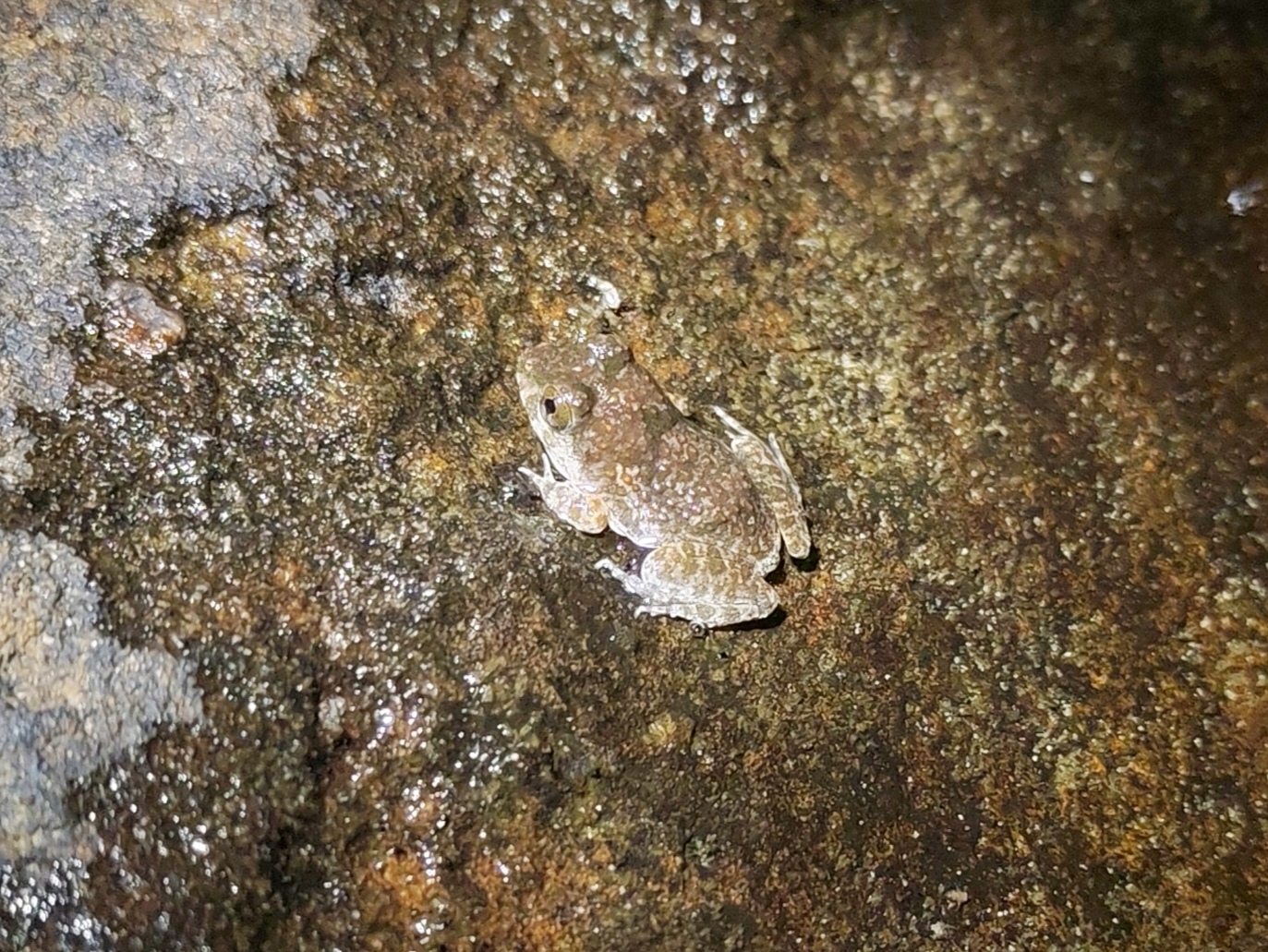 Ubon Wart Frog photo 2