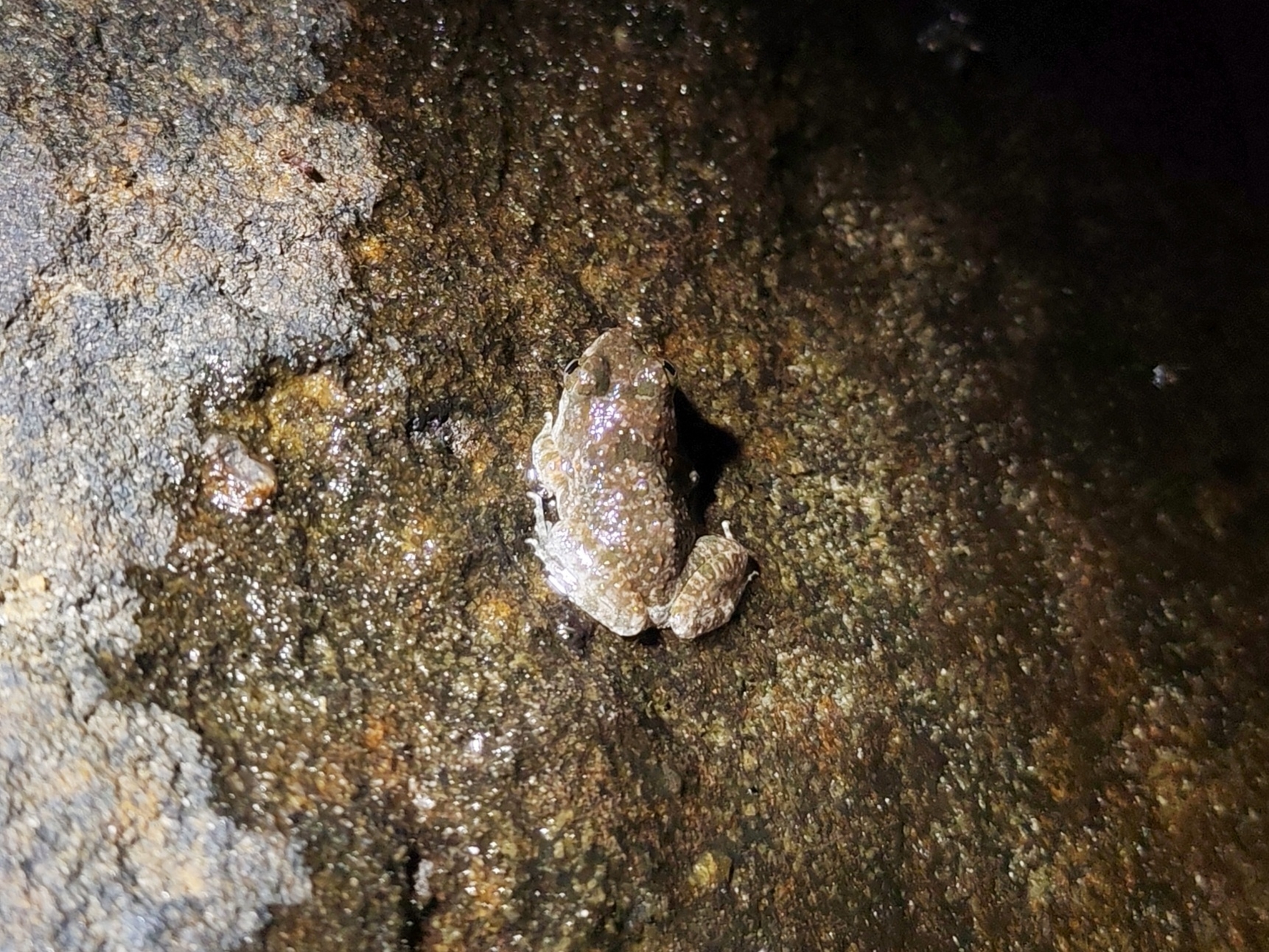 Ubon Wart Frog photo 3