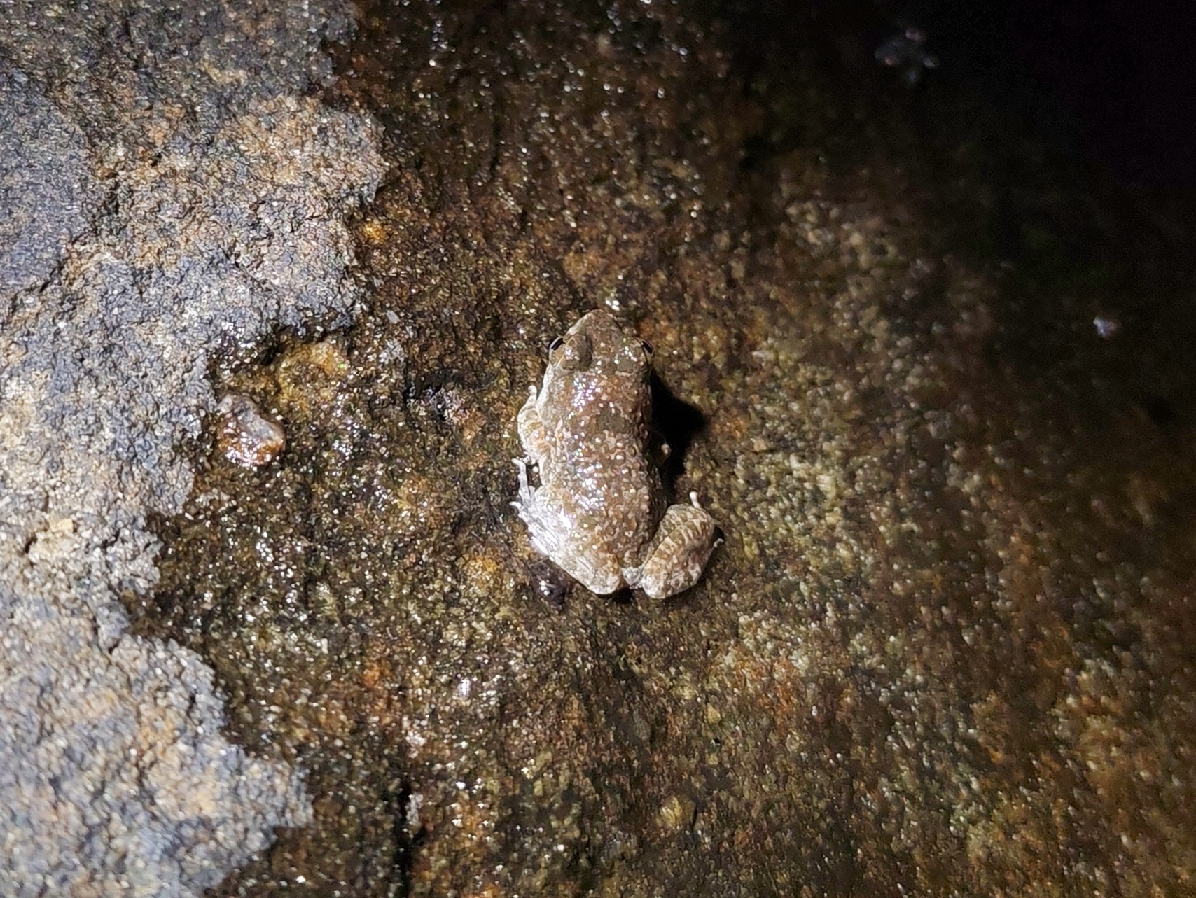 Ubon Wart Frog photo 4